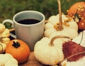 Cup with coffee and different autumn berries, leaves, decorative mini pumpkins. Autumn still life in the garden. Royalty Free Stock Photo