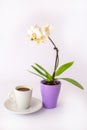 A cup of coffee and a small white orchid Royalty Free Stock Photo
