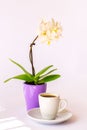 A cup of coffee and a small white orchid Royalty Free Stock Photo