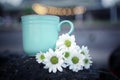 Coffee cup or tea cup with white daisy flowers on light bokeh background. Royalty Free Stock Photo