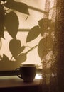 Cup of coffee on windowsill closed curtains sunrise or sunset shadows and light , crossing of plant shadows on  beige textile Royalty Free Stock Photo