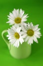 Cup of Daises Royalty Free Stock Photo