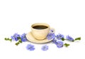 Cup of drink with chicory and flowers chicory Cichorium intybus on a white background