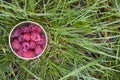 Cup Fresh Raspberries Royalty Free Stock Photo