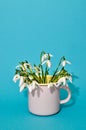 A cup of Fresh snowdrops bouquet with a ribbon on soft background Royalty Free Stock Photo