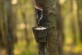 Cup full of milky latex extracted from rubber tree (Hevea Brasiliensis). Royalty Free Stock Photo