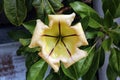 Cup of Gold Vine Solandra Maxima Royalty Free Stock Photo