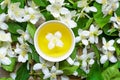 Cup of green herbal tea with jasmine flowers over nature jasmine background Royalty Free Stock Photo