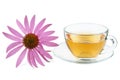 Cup of herbal tea and echinacea flower isolated Royalty Free Stock Photo