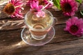 A cup of herbal tea with echinacea flowers Royalty Free Stock Photo