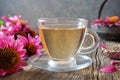 A cup of herbal tea with fresh echinacea flowers Royalty Free Stock Photo