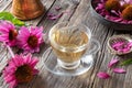 A cup of herbal tea with fresh echinacea flowers Royalty Free Stock Photo