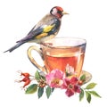 The cup of Herbal tea with fresh rose flowers of wild dog rose and goldfinch bird isolated on white background