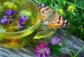 A cup of herbal tea and medicinal herbs on a wooden table. butterfly painted lady sitting on a cup of herbal tea. cold and flu rem Royalty Free Stock Photo