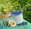 Cup with honeyberry and daisy flowers Royalty Free Stock Photo