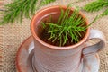 A cup of horsetail tea with fresh Equisetum arvense plant Royalty Free Stock Photo