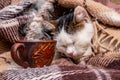 A cup of hot coffee next to a sleeping cat, it`s time to wake up Royalty Free Stock Photo