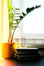 A cup of hot tea with lemon is on the windowsill on a pile of books, steam comes out of the cup. Yellow flower pot with green Royalty Free Stock Photo