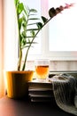 A cup of hot tea with lemon is on the windowsill on a pile of books, steam comes out of the cup. Yellow flower pot with green Royalty Free Stock Photo