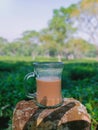 A cup of hot tea with the tea plantation background at Sreemangal tea garden, Bangladesh, Space for text. Close-up photo. Royalty Free Stock Photo