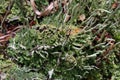 Cup lichen or cup moss Royalty Free Stock Photo