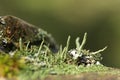 Cup lichen or cup moss Royalty Free Stock Photo