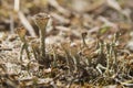 Cup Lichen. Trumpet lichen fungus growing in natural environment. Cladonia fimbriata, family Cladoniaceae