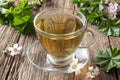 A cup of mallow tea with fresh dwarf mallow plant Royalty Free Stock Photo