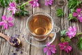 A cup of mallow tea with fresh malva sylvestris plant