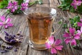 A cup of mallow tea with fresh malva sylvestris plant Royalty Free Stock Photo