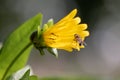 Cup plant, Silphium perfoliatum, budding yellow flower with bee Royalty Free Stock Photo