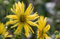 Cup plant, Silphium perfoliatum, with yellow flowers