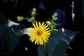 The cup plant Silphium perfoliatum. Royalty Free Stock Photo