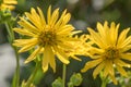 Cup plant, Silphium perfoliatum, with yellow inflorescence Royalty Free Stock Photo