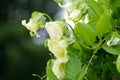 Cup and saucer cobaea scandens vine