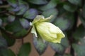 Cup-and-Saucer Vine Cobaea scandens in garden