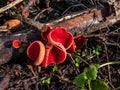Cup-shaped fungus scarlet elfcup Sarcoscypha austriaca fruit bodies growing on fallen pieces of dead hardwood in early spring