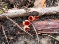 Cup-shaped fungus scarlet elfcup Sarcoscypha austriaca fruit bodies growing on fallen pieces of dead hardwood on ground in damp