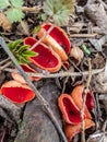 Cup-shaped fungus scarlet elfcup Sarcoscypha austriaca fruit bodies growing on fallen pieces of dead hardwood among leaf litter
