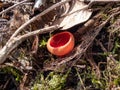 Cup-shaped fungus scarlet elfcup (Sarcoscypha austriaca) fruit bodies growing near fallen pieces of dead hardwood