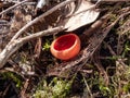 Cup-shaped fungus scarlet elfcup Sarcoscypha austriaca fruit bodies growing near fallen pieces of dead hardwood on ground in