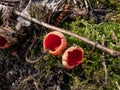 Cup-shaped fungus scarlet elfcup Sarcoscypha austriaca fruit bodies growing near fallen pieces of dead hardwood on ground in