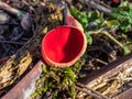 Cup-shaped fungus scarlet elfcup Sarcoscypha austriaca fruit body growing on fallen pieces of dead hardwood in early spring