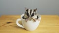 A cup of sugarglider.