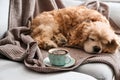 Cup of tasty aromatic coffee and cute sleeping dog on sofa