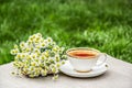 Cup of tea and chamomiles. Fresh chamomile and hot tea. Useful tea in the garden. Royalty Free Stock Photo