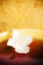 Cup of tea with flower of a jasmin Royalty Free Stock Photo
