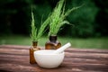cup of tea from horsetail, made from fresh potion, from pharmacy mortar. Horsetail infusions are used as a diuretic for edema,