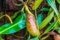 The cup of a tropical pitcher plant in closeup, nephenthes specie, tropical carnivorous plants Royalty Free Stock Photo
