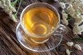 A cup of yarrow tea with fresh yarrow flowers Royalty Free Stock Photo